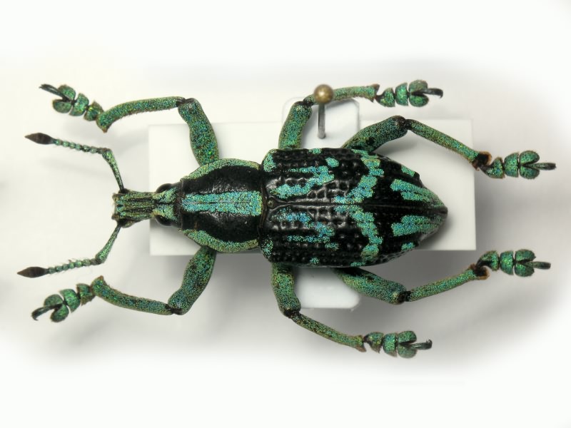 Eupholus browni Bates, 1877